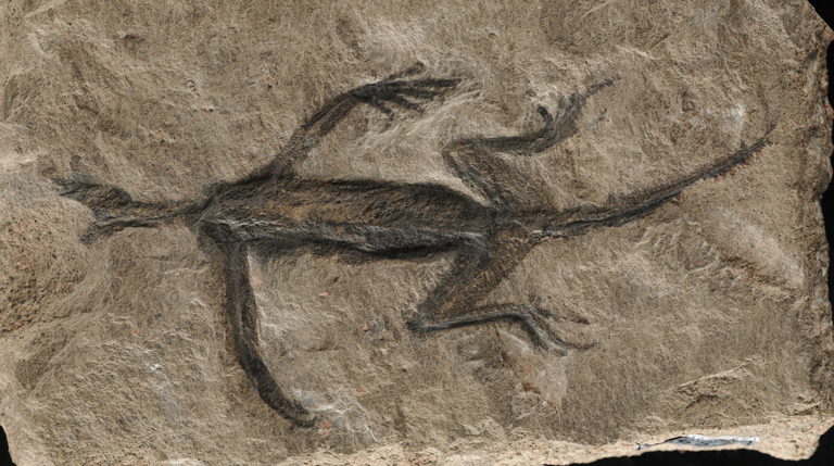 Famous 280 million-year-old Italian 'fossil' is actually a fake