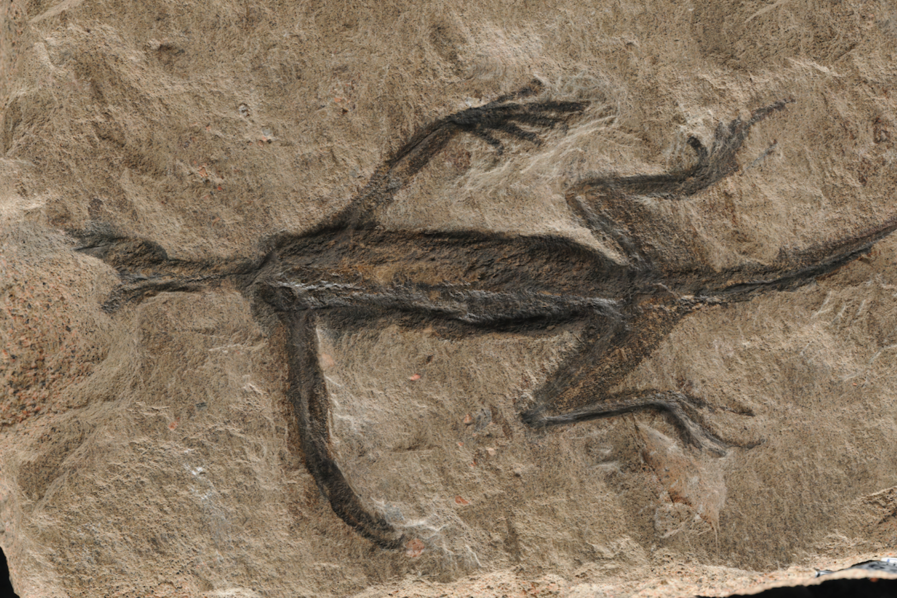 renowned lizard fossil exposed as forgery