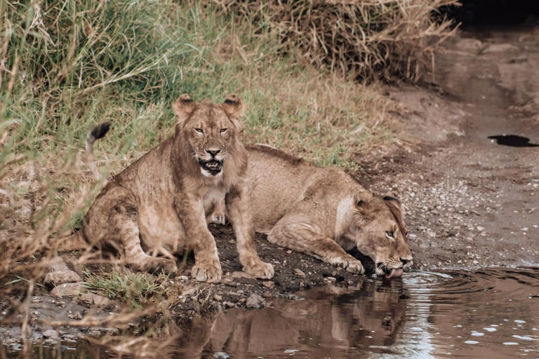 Lions cooling off in the Serengeti @thisrareearth
