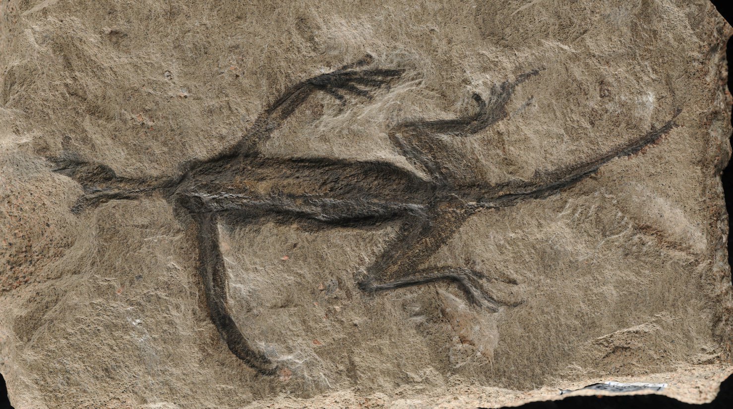 oldest reptile fossil is actually just a fake