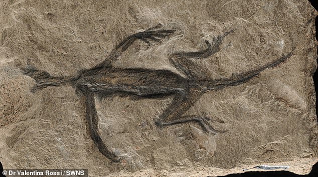 it's a dupe-lodocus! incredibly well preserved skin tissue on 'important' fossil discovered in the alps in 1931 turns out to be fake