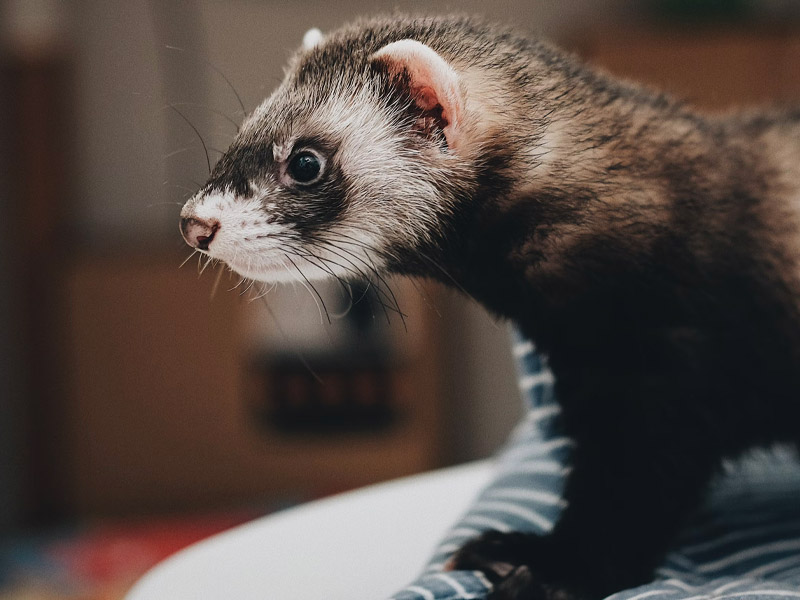 The 15 Best House Pets That Aren’t Dogs Or Cats