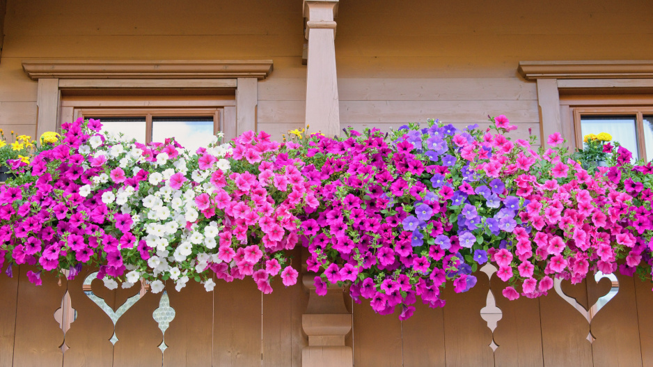 mějte ten nejkrásnější balkon ve městě: základem je příprava a vybrat ty nejvhodnější rostliny