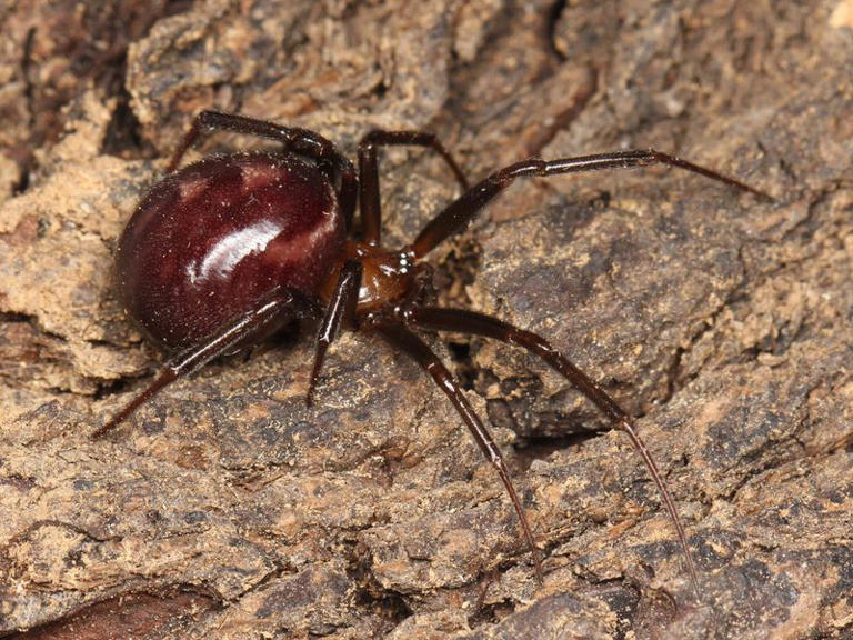 25 Most Dangerous Spiders in the World