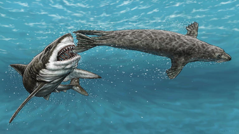 Ancient Shark vs. Seal Battle Captured in 4.5 Million-Year-Old Fossil