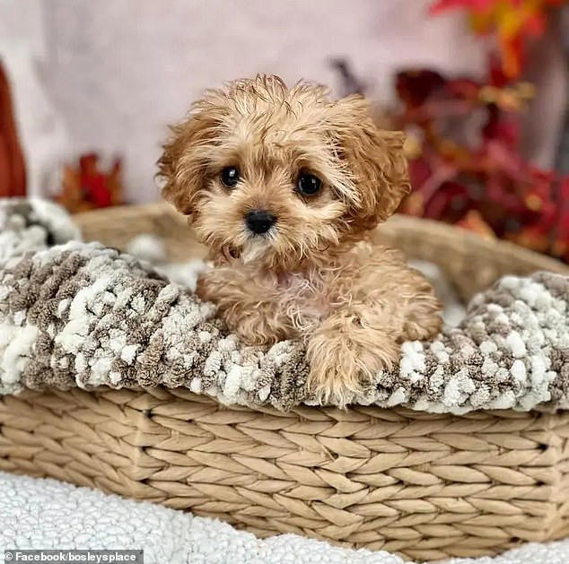 Sweetpea, the tiny Cavapoo that charmed the world at 2024 Puppy Bowl