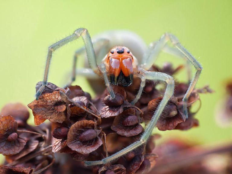 25 Most Dangerous Spiders In The World