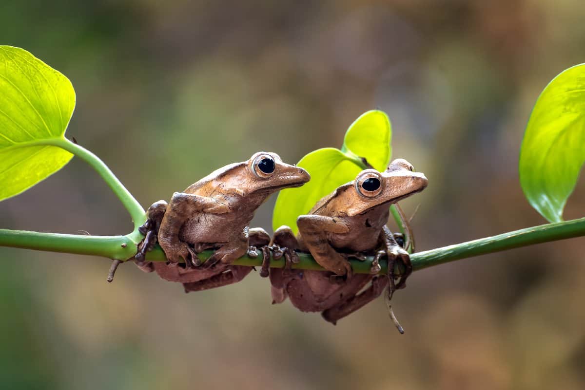 17 Weird and Incredible Frog Facts