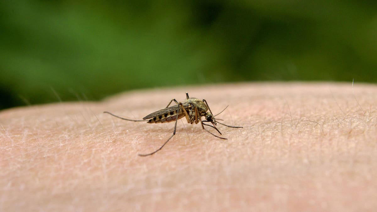 nach überschwemmungen: mückenplage am bodensee – was du tun kannst