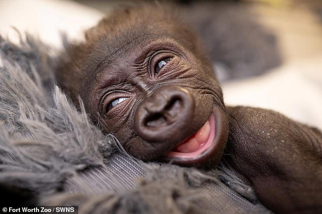 Ape-solutely adorable! Watch the incredible moment a baby gorilla is ...