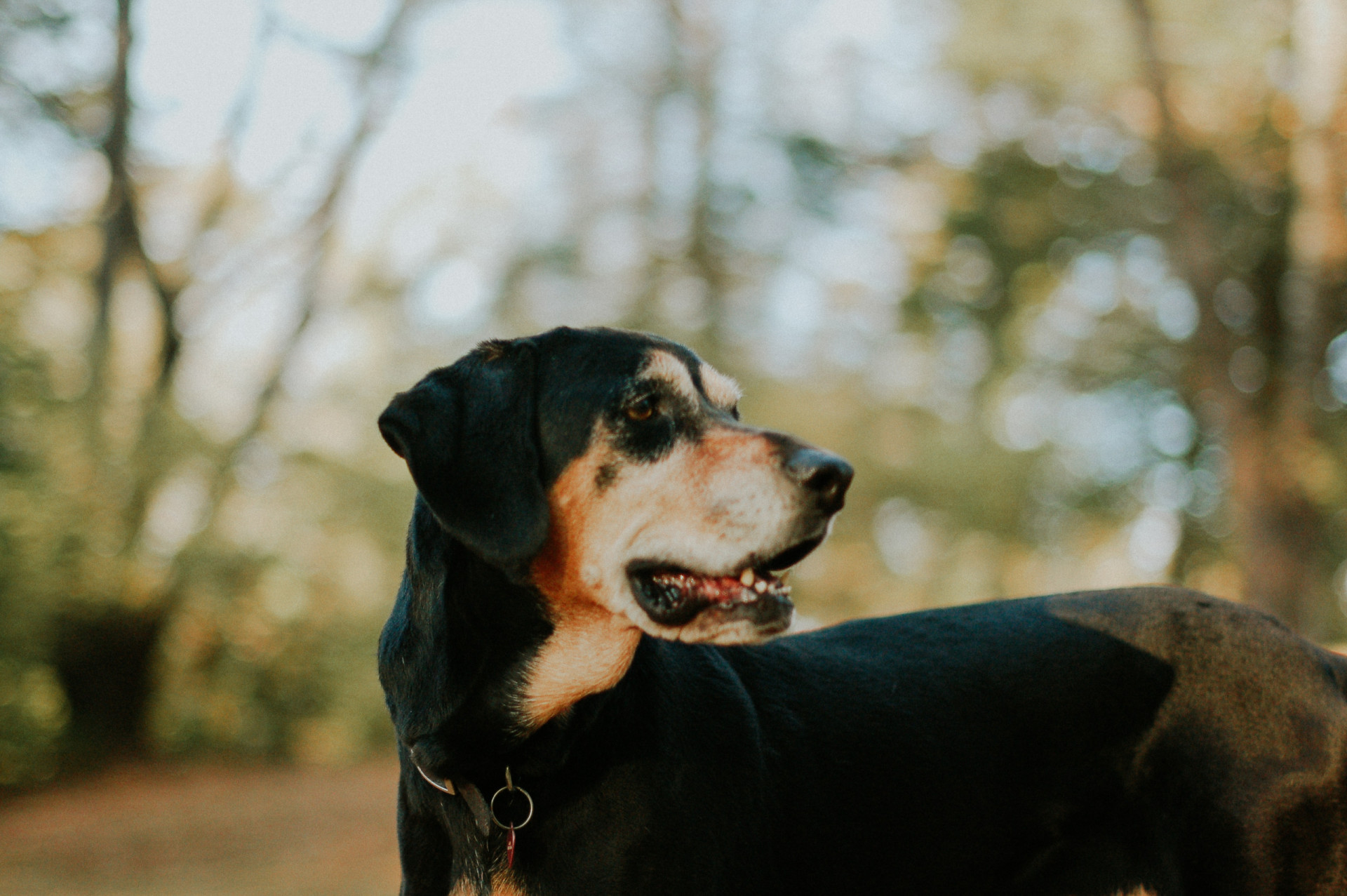 These are the hardest dog breeds to train