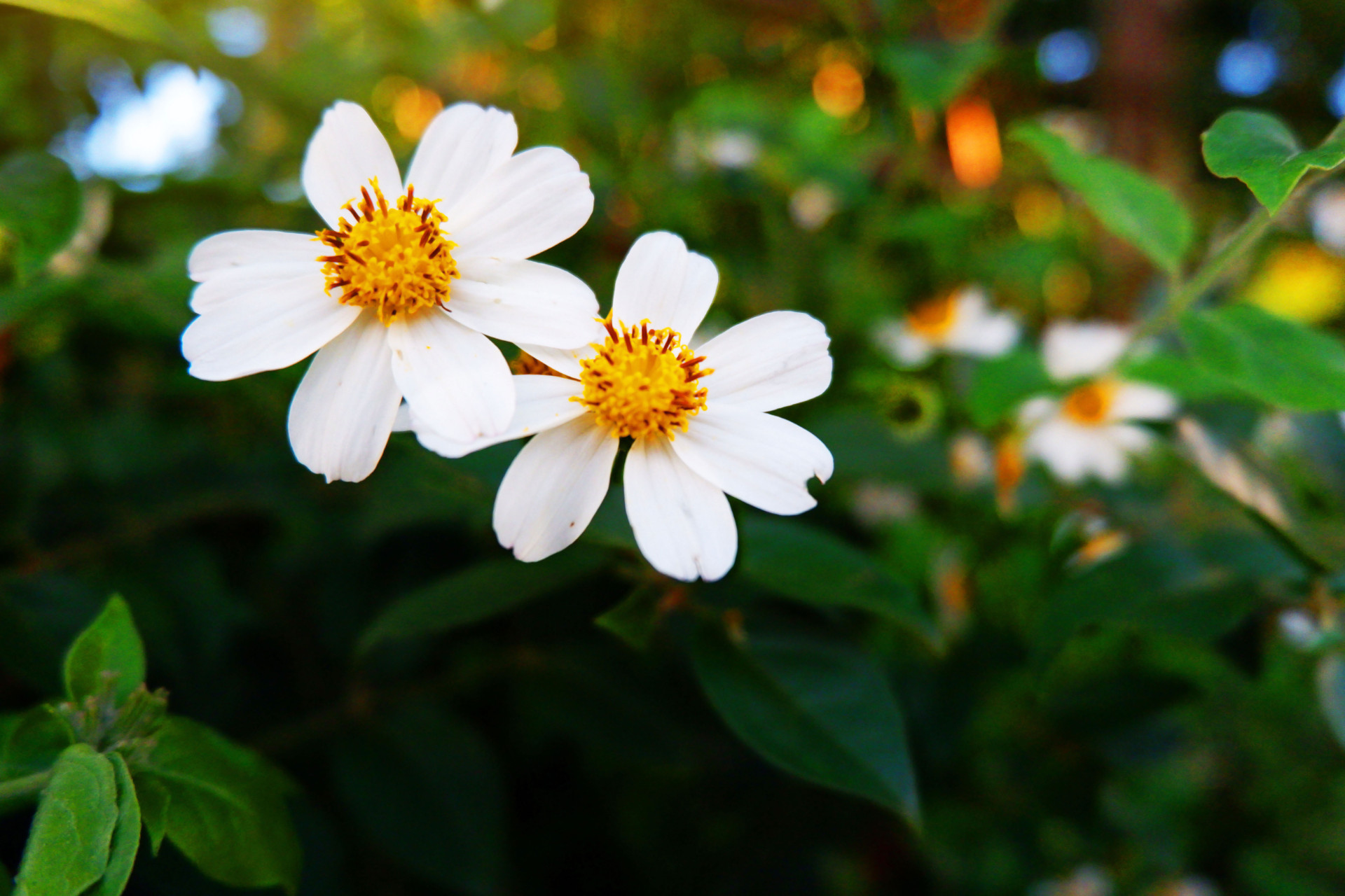 Flower power medicinal flowers and plants you can grow in your garden!