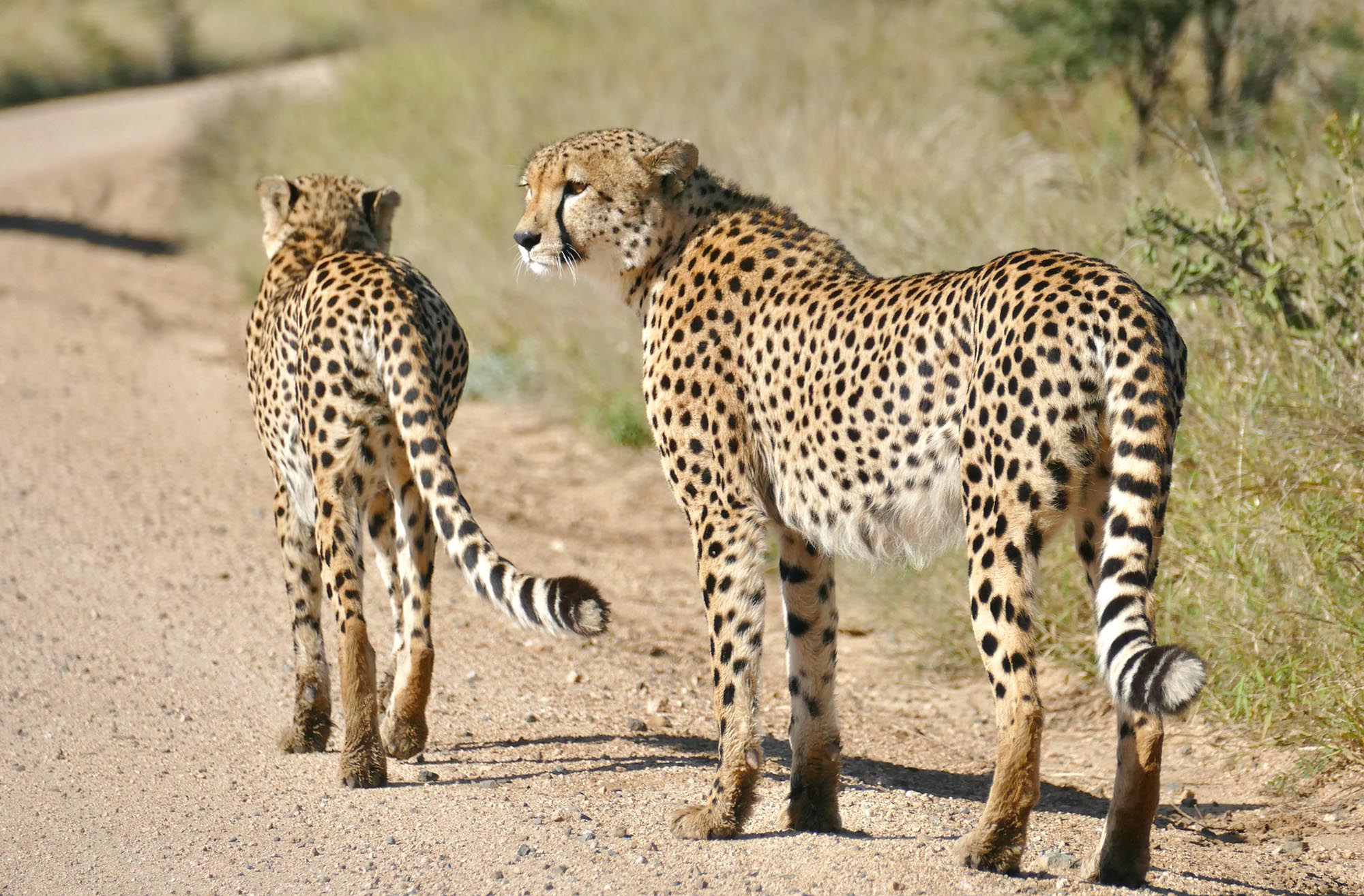 6 cheetah facts that'll answer all your questions about them