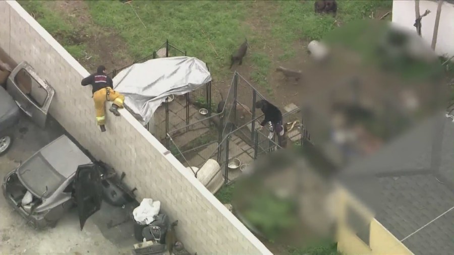 Man Mauled To Death By Pack Of Pit Bulls In Compton, California