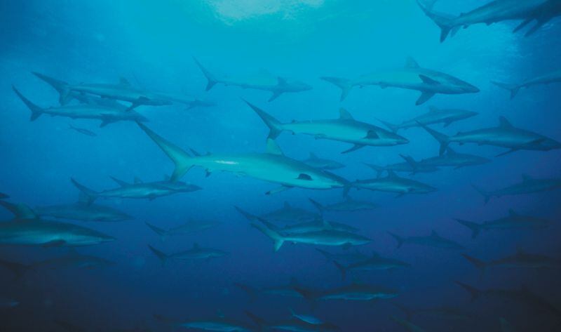 coralina rechaza el sacrificio de un tiburón en san andrés, atacado con cuchillo