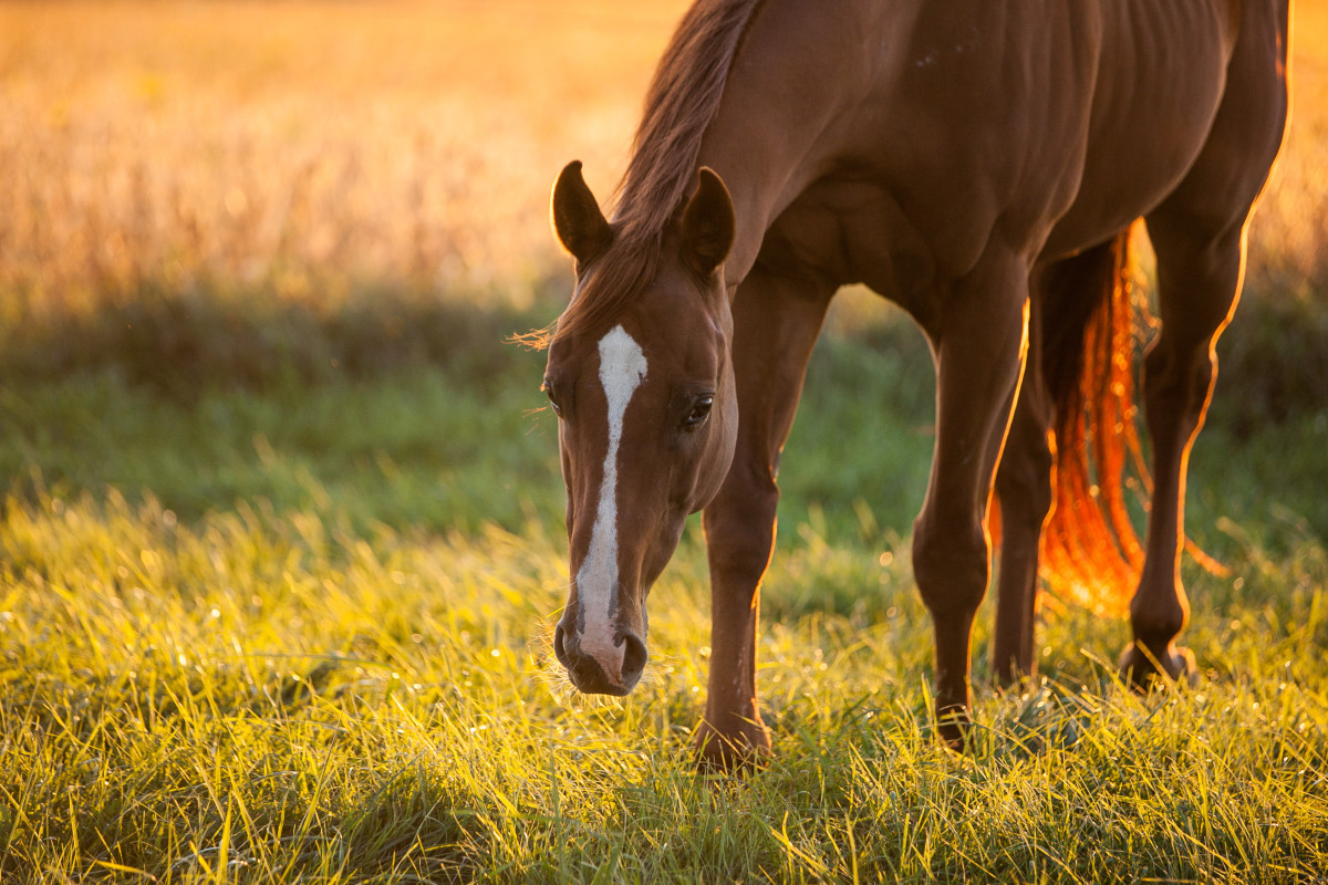 Grass Gamble Precautionary Measures Vital For Horses With Metabolic Issues