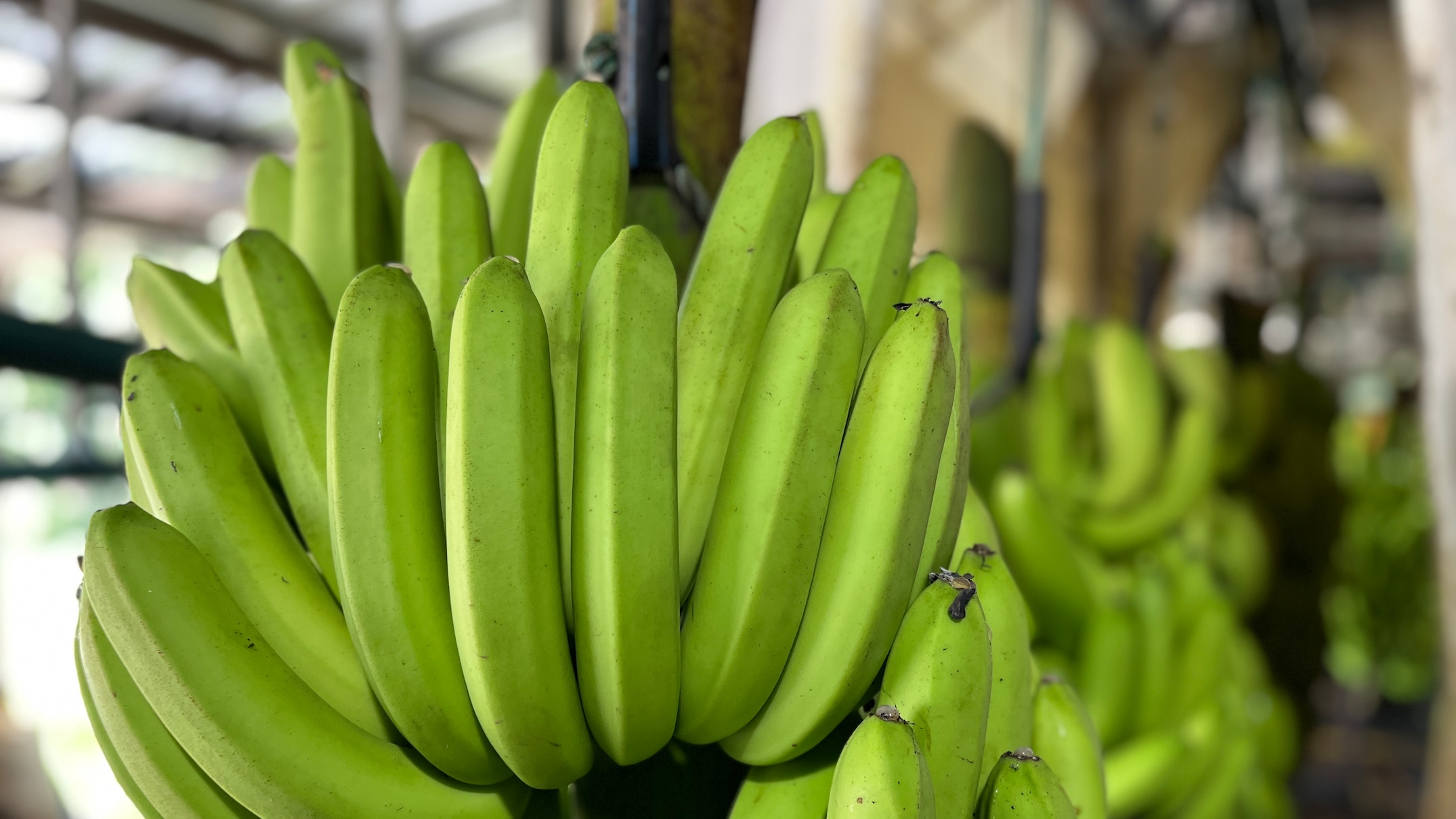 banana industry turns to robots and ai for 'dangerous' packing-shed task of cutting fruit from stem