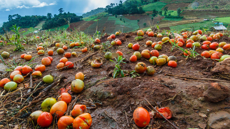 The Clever Way You Should Be Reusing Your Split Tomatoes In The Garden