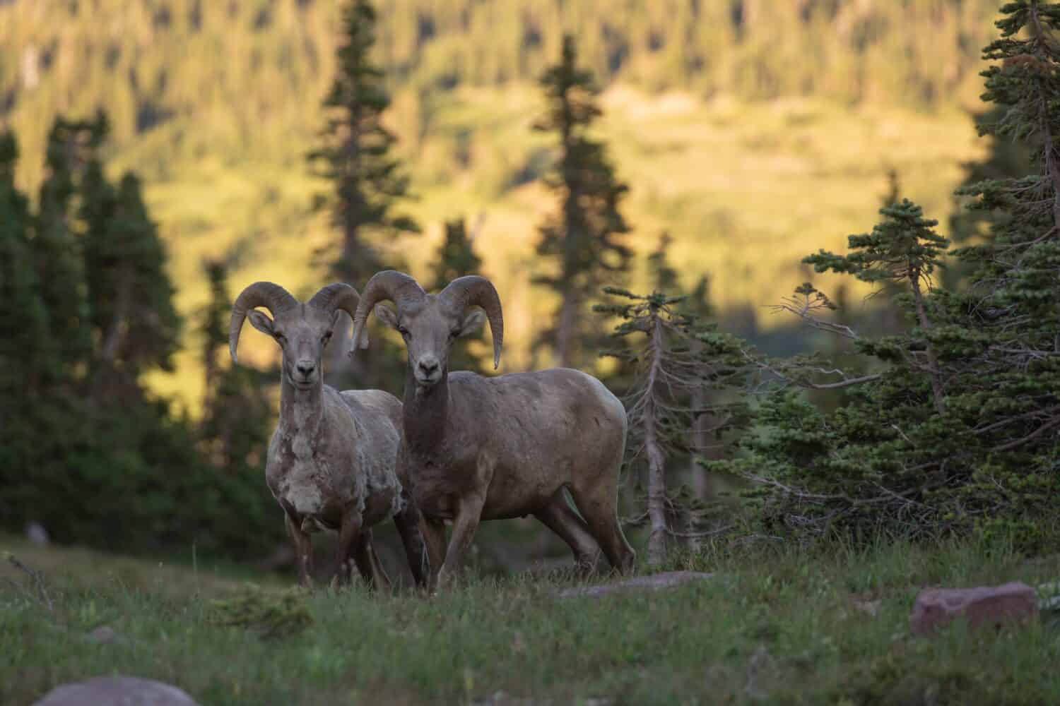 10 Mind-Blowing Facts About The Rocky Mountains