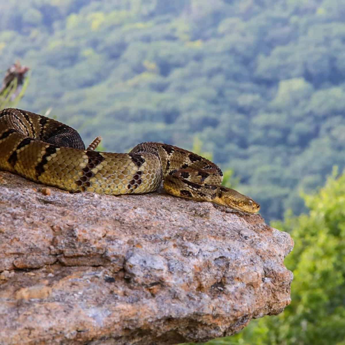 Cottonmouth vs. Rattlesnake 5 Key Differences