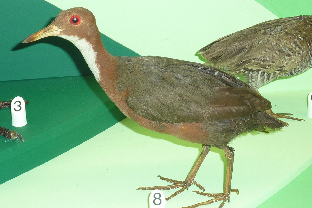 'cuvier's rail': a ave que escapou da extinção evoluindo duas vezes