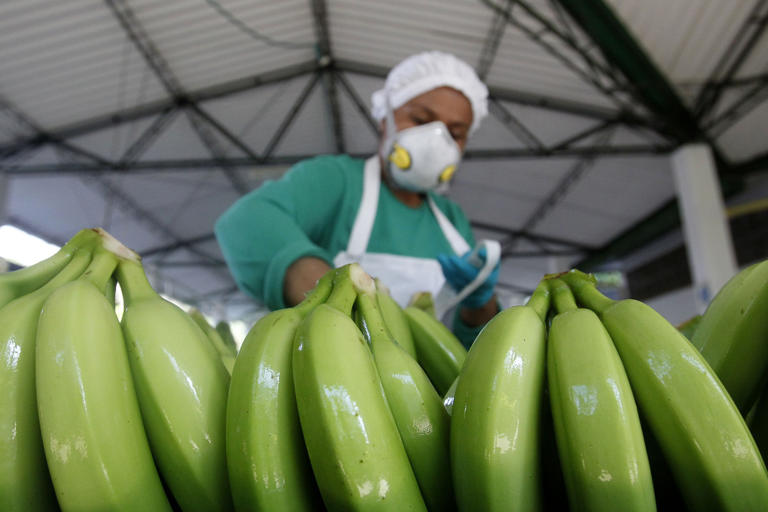 Rusia levanta el veto a exportaciones de cinco empresas bananeras de Ecuador