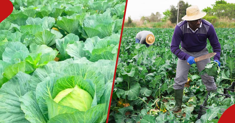 how cabbage farmers and other crops can make profits: 4 things to know