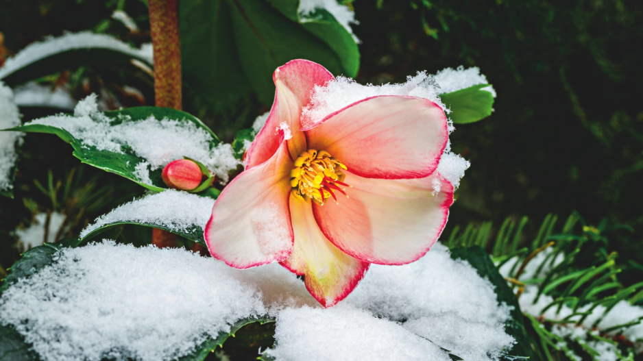 překrásná zahrada i v zimě: otužilá zimní královna