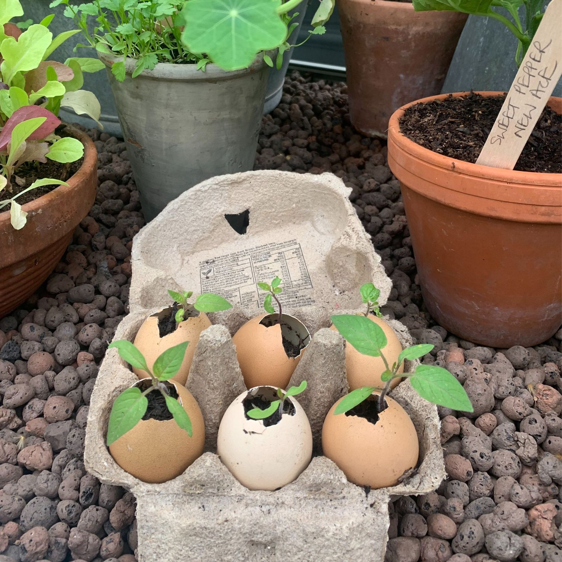 <p>                     Not all eggshells need to go into the compost heap. If you can save any intact, you can use them to hold seedlings in an egg box. Eggshells contain calcium, which will enrich the soil, helping your seedlings to grow.                   </p>