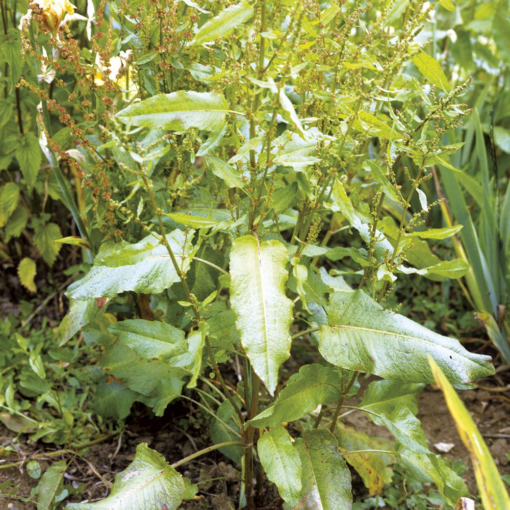 <p>                     Help you garden kicks a weed habit with ease. Forget expensive, and more importantly, harsh toxic weedkillers - try this savvy bin liner hack to rid your garden of weeds.                   </p>                                      <p>                     Gardening gurus suggest simply covering the problem area of your garden with a domestic bin liner or sheet. Weigh whatever method you use down with rocks, to keep it firmly in place. Leave the area covered long enough to deprive the weeds of sunlight, and viola – no more weeds.                   </p>