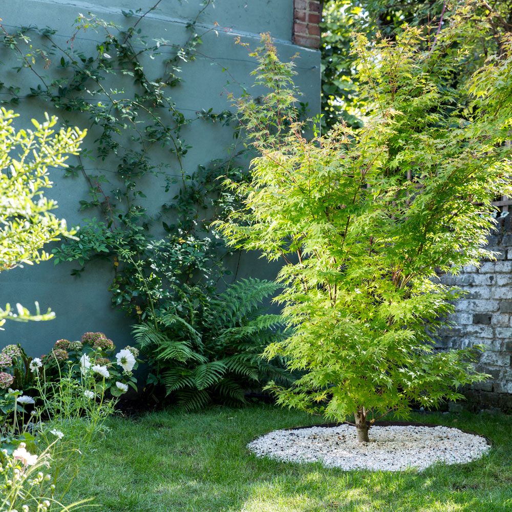 <p>                     Save on garden landscaping and make your own garden rockery by using beachcomber and foraged finds. This landscaped garden uses recycled whelk shells to light up the ground, hiding the dark soil beneath an impressive Acer tree – making a feature of it in the process.                   </p>