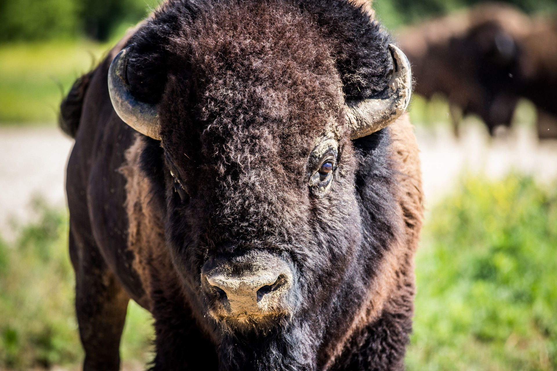 Les principales visites d'observation de bisons sur l'île sont organisées par Catalina Island Conservancy, Catalina Adventure Tours et Santa Catalina Island Company.