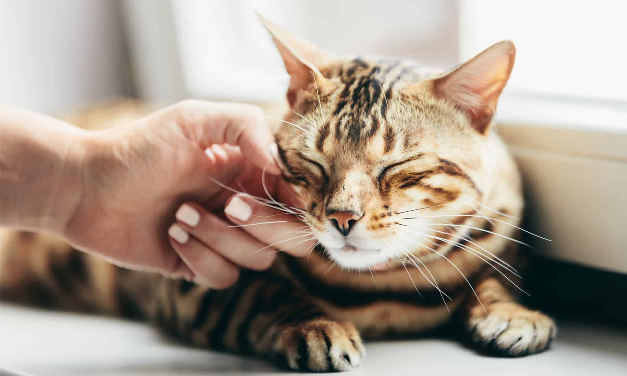 <p>Did you know that a cat purring doesn’t always indicate happiness? Cats also purr when they’re afraid or injured.</p>    <p>Cats’ purrs have soothing qualities for both cats and humans. On top of this, they actually operate at frequencies that can <a href="https://pubs.aip.org/asa/jasa/article/110/5_Supplement/2666/550913/The-felid-purr-A-healing-mechanism">heal bones</a> and other injuries.</p>    <p>They’re also incredibly intuitive animals, similar to dogs. If you’re injured or sick, your cat might stay nearer and is likely to purr more in an attempt to provide comfort.</p>
