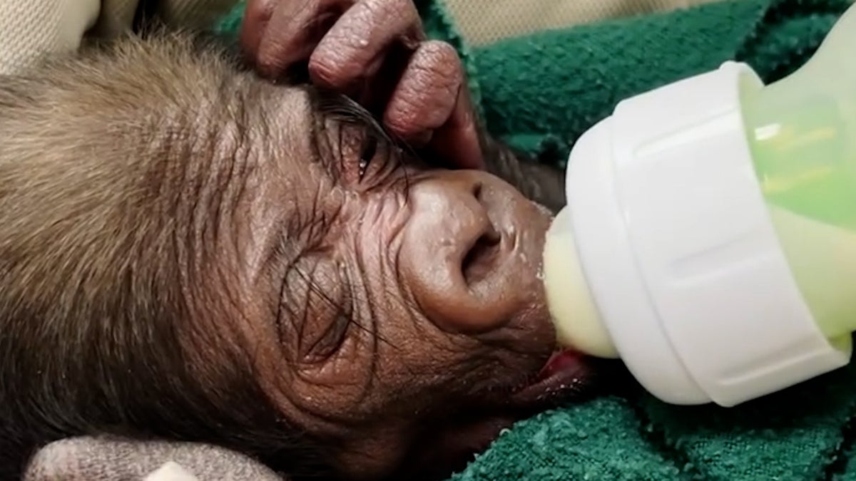 endangered gorilla born by caesarean for first time in zoo’s 115-year history