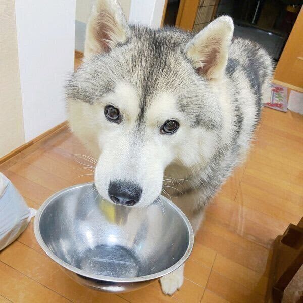 ごはんを食べたのに、空のごはん皿をくわえる犬 アピールの様子からわかる心理は？｜獣医師解説