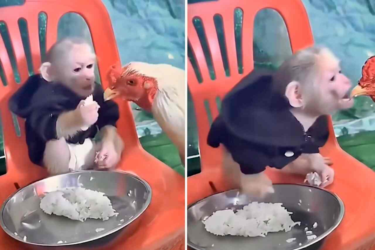 morsom video: egoistisk ape nekter å dele mat med kylling