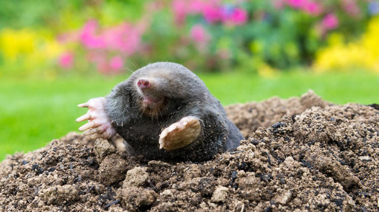 Are Citrusy Fruits The Key To Keeping Moles Out Of Your Garden?