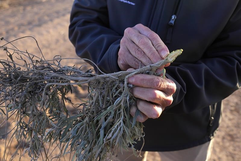 dandelions and shrubs to replace rubber, new grains and more: are alternative crops realistic?