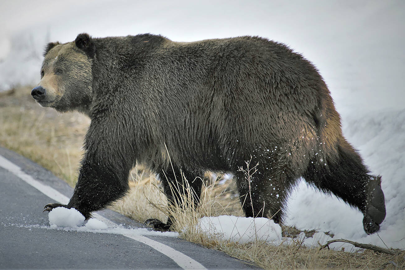 Snohomish County Partners With Feds On North Cascades Grizzly Plan