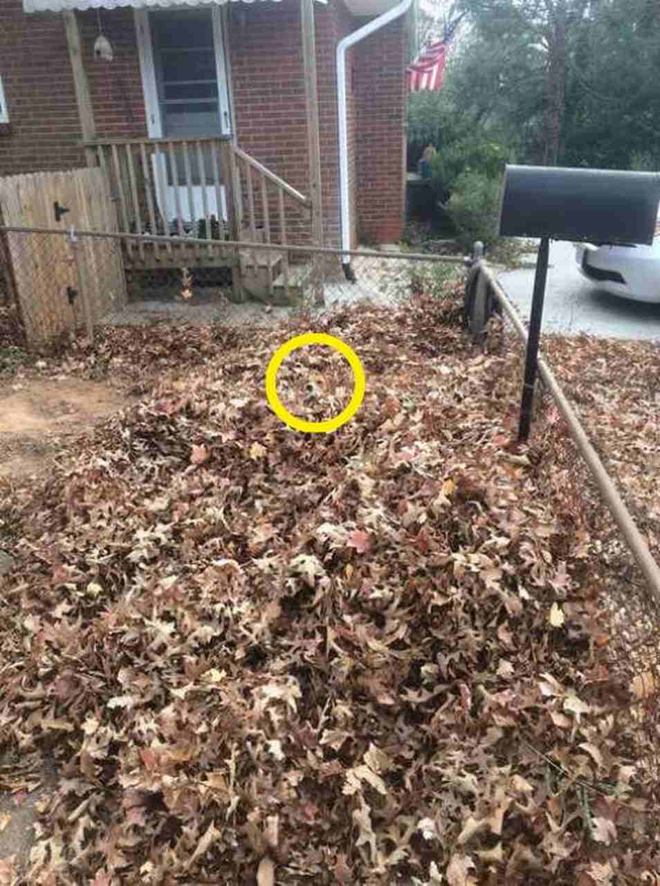 desafio: você consegue encontrar o cãozinho entre as folhas em até 9 segundos?