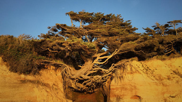 Camp In A National Park On A Beach At One Of The West Coast's Best ...