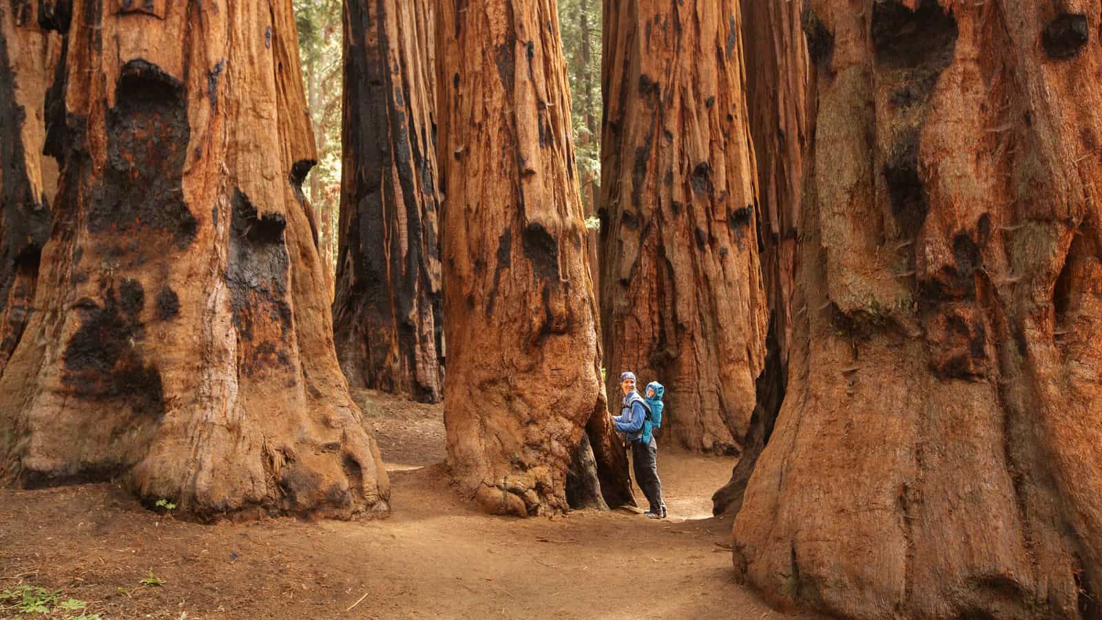 <p>This park in the southern Sierra Nevada Range is famed for its giant sequoia trees, including the General Sherman Tree, the largest on Earth by volume. Driving through the fallen Tunnel Log tree offers visitors a sense of the enormity of these ancient trees.</p>