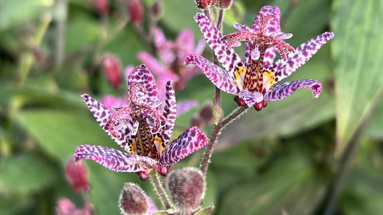 This Exotic-Looking Flower Adds Color To Your Yard While Attracting ...