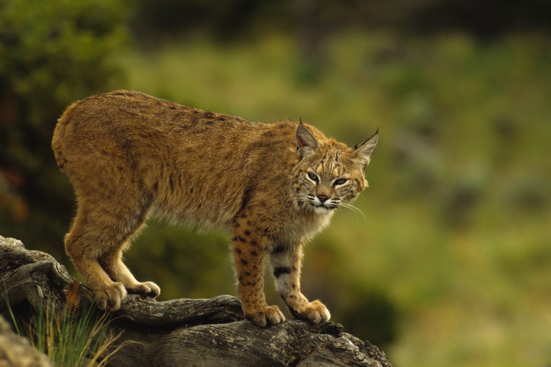 Le lynx américain est l'animal phare pour de nombreux amateurs de safaris. Stoïques et majestueux, voir ces félins en personne est une expérience incomparable.