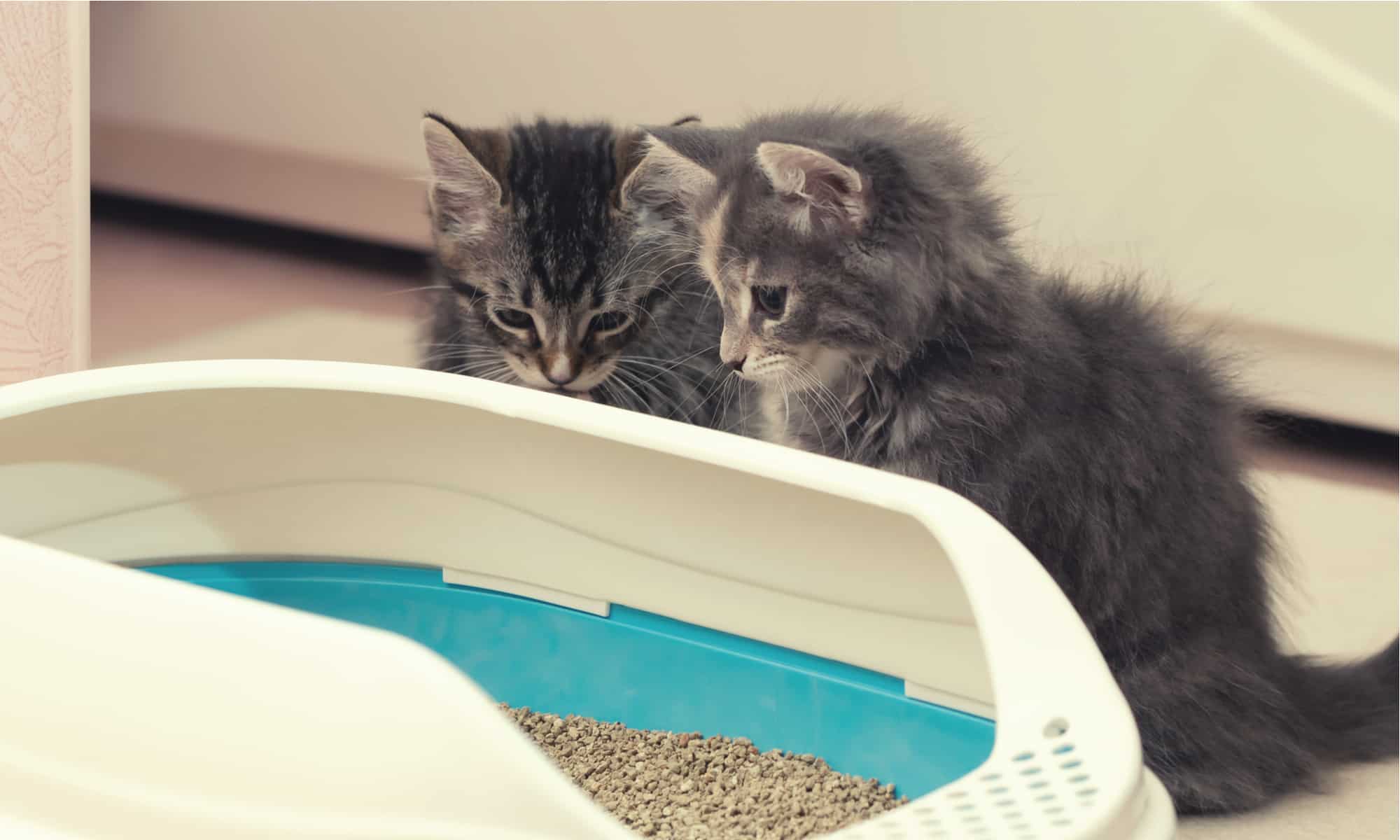 <p>Kittens can learn to use the litterbox as young as three weeks old. It’s natural for them to bury their waste, so true potty training isn’t usually required.</p>    <p>Some cats do struggle with the concept, usually if they’ve had poor experiences due to illness or were neutered later in life. This is typically solved by re-potty training them in a small, easy-to-clean space, such as a bathroom.</p>    <p>Puppies take much longer to learn and typically have more accidents in the house than kittens.</p>