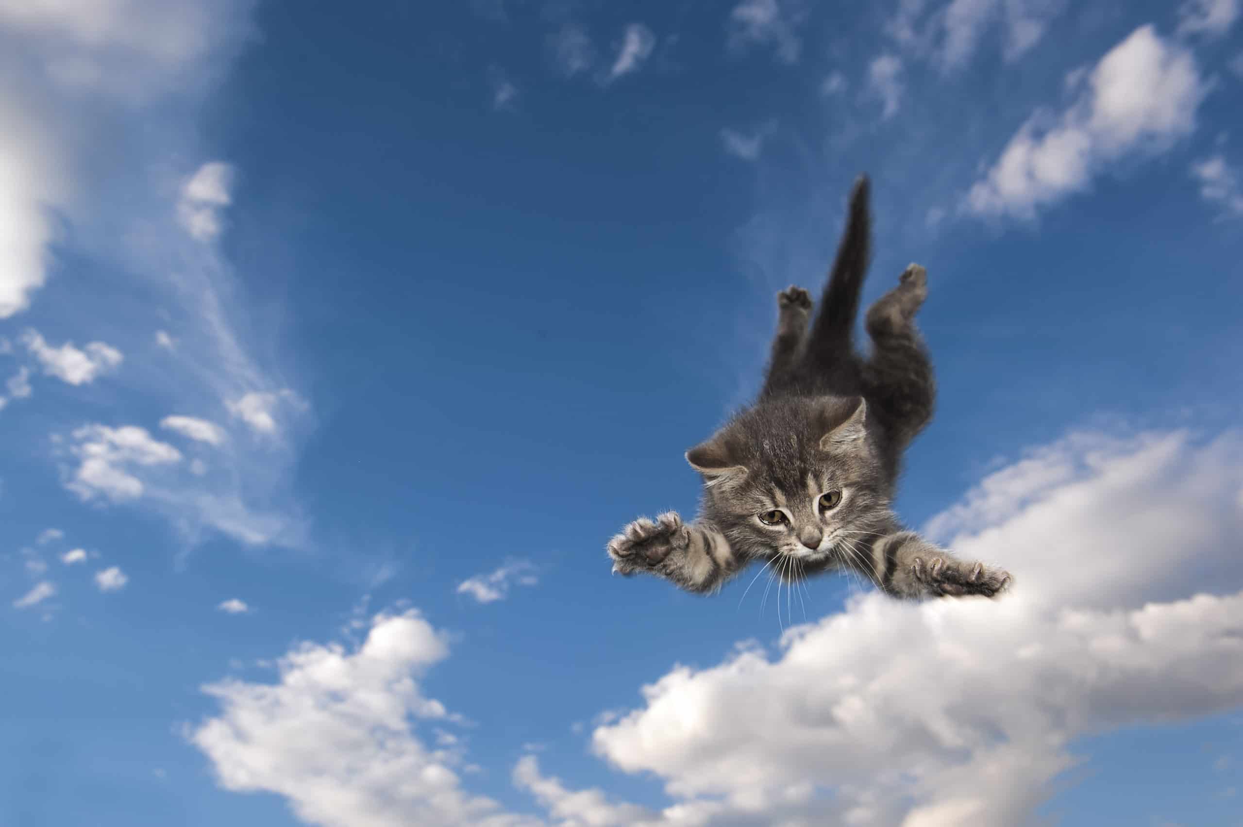 <p>Of course, we should never put our pets at risk–your cat won’t be falling from trees or the top floors of a building if you’re a responsible cat guardian.</p>    <p>But, it’s remarkable that they can <a href="https://a-z-animals.com/blog/discover-why-cats-always-land-on-their-feet/?utm_campaign=msn&utm_source=msn_slideshow&utm_content=1255676&utm_medium=in_content">land on their feet</a>, sometimes without injury, from falls that most dogs wouldn’t survive. This is due to their righting reflex, which causes them to turn while falling in order to land upright.</p>    <p>However, cats can still get hurt from a fall–even a minor one. There are many factors that determine their injuries upon landing, including where they fall from, how they land, and their overall health.</p>