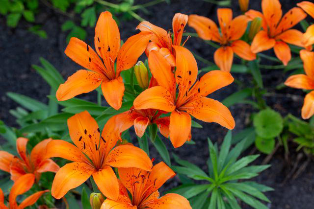 What Attracts Dragonflies? 17 Eye-Catching Plants to Try