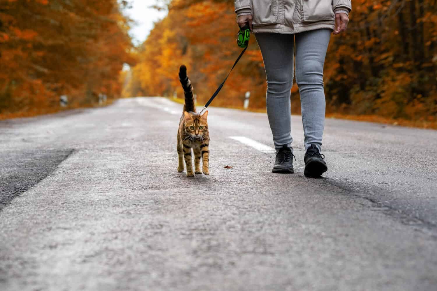 <p>Cats don’t need to be taken outdoors for walks. They potty in litterboxes and can live fantastic lives indoors with daily play as their exercise.</p>    <p>But you can harness-train a cat if you want to. It takes time and patience, but it’s very similar to training a stubborn dog.</p>