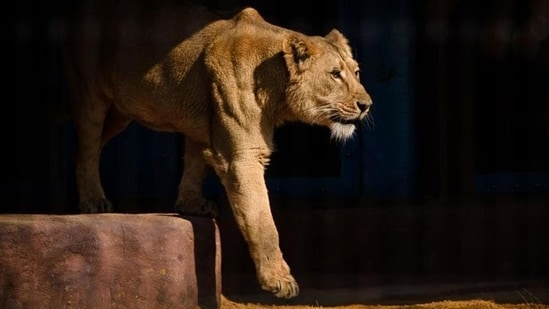 lion ‘akbar’ with lioness ‘sita’ at safari park. hindu outfit vhp moves calcutta high court