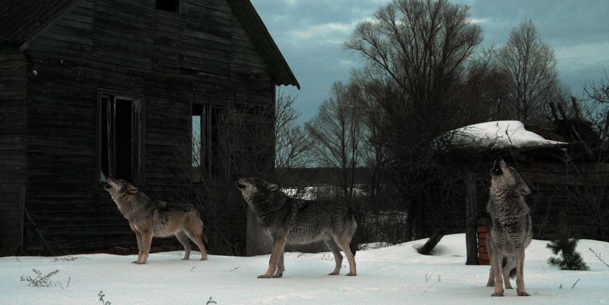 the mutant wolves of chernobyl have evolved to survive cancer